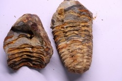 Flexicalymene ouzregui - Katien sup. - Jbel Tiskaouine, MAROC