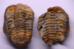 Flexicalymene ouzregui - Katien sup. - Jbel Tiskaouine, MAROC