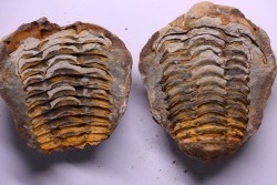 Flexicalymene ouzregui - Katien sup. - Jbel Tiskaouine, MAROC