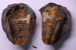 Flexicalymene ouzregui - Katien sup. - Jbel Tiskaouine, MAROC