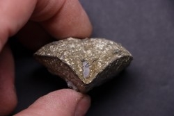 PARASPIRIFER BOWNOCKERI // middle Devonian // Silica formation // LUCAS Co, OHIO, USA