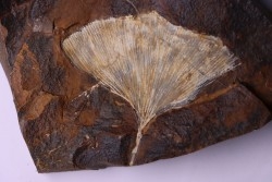 GINKGO ADIANTOIDES - Paleocene - Sentinel Butte Fmt - Morton County, North Dakota - USA