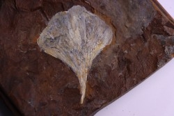 GINKGO ADIANTOIDES - Paleocene - Sentinel Butte Fmt - Morton County, North Dakota - USA