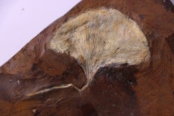 GINKGO ADIANTOIDES - Paleocene - Sentinel Butte Fmt - Morton County, North Dakota - USA