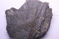 Fougère:  PECOPTERIS POLYMORPHA  Stephanian (carboniferous)  Graissesac, 34, FRANCE