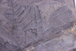 Fougère:  PECOPTERIS POLYMORPHA  Stephanian (carboniferous)  Graissesac, 34, FRANCE