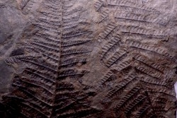 Fougère:  PECOPTERIS POLYMORPHA  Stephanian (carboniferous)  Graissesac, 34, FRANCE