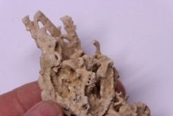 Petrified plants, TRAVERTIN:  Branches, Twigs, Mosses - Middle Jurassic - Parmilieu, FRANCE