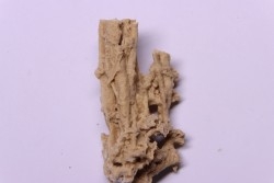 Petrified plants, TRAVERTIN:  Branches, Twigs, Mosses - Middle Jurassic - Parmilieu, FRANCE