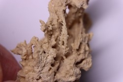 Petrified plants, TRAVERTIN:  Branches, Twigs, Mosses - Middle Jurassic - Parmilieu, FRANCE
