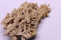 Petrified plants, TRAVERTIN:  Branches, Twigs, Mosses - Middle Jurassic - Parmilieu, FRANCE