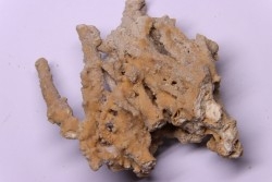 Petrified plants, TRAVERTIN:  Branches, Twigs, Mosses - Middle Jurassic - Parmilieu, FRANCE