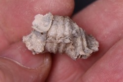 BRACHIOPODE  STENOCISMA RENODE  Permien  Word Formation  Glass Mountains, Texas, USA