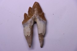 Platyosphys aithai - Barthonien - Gueran, Maroc