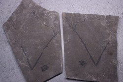 very rare PLACODERME: Microbrachius and Psilophyton sp. - Middle Devonian - old red sandstone Fmt - Orkney, Scotland