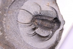 Ceratarges zirengensis  Eifelien  jbel Oufatene, MAROC