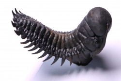 CROTALOCEPHALUS GIBBUS - Praguien - Foum Zguid, Maroc