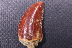 dent de dinosaure DELTADROMEUS AGILIS