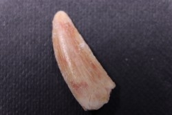 dinosaur tooth DELTADROMEUS AGILIS