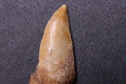 dinosaur tooth DELTADROMEUS AGILIS
