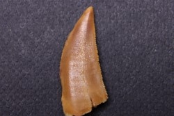 dinosaur tooth DELTADROMEUS AGILIS