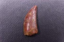 dinosaur tooth DELTADROMEUS AGILIS