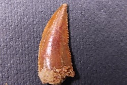 dinosaur tooth DELTADROMEUS AGILIS