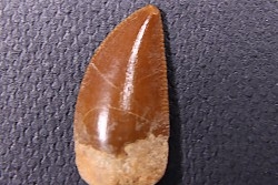 dent de dinosaure DELTADROMEUS AGILIS