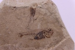 collection de 4 plaques: poissons prolebias, insecte diptère et plume - oligocène - région de Forcalquier -France