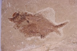 Ctenothrissa vexillifer (Pictet, 1850) - Cénomanien - Haquel - Byblos - LIBAN