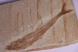 Eurypholys boisieri (Pictet, 1850) - Cénomanien - Haquel - Byblos - LIBAN