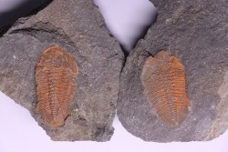 Eudolatites sp. - ordovicien – Jbel Tijarfaiouine, MAROC