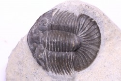scabriscutellum hammadi - emsien - jbel Oufatene - Maroc