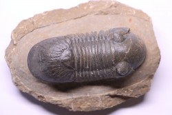 PARALEJURUS SPATULIFORMIS - praguien - L'atchana, Maroc