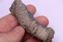 Tumnophylum lonjioytatum - Givetien - formation du calcaire de Blacourt - Ferques, FRANCE