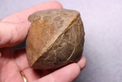 Subtissotia inflata - Coniacien - Perou