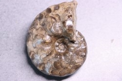 Buchiceras bilobatum - Coniacian - Peru