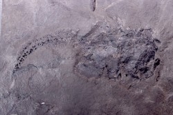 very rare PLACODERME:  Coccosteus cuspidatus - Middle Devonian - old red sandstone Fmt - Orkney, Scotland