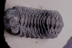 BARRANDEOPS ovatus -Emsien - Jbel Oufaten, MAROC
