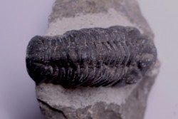 BARRANDEOPS ovatus -Emsien - Jbel Oufaten, MAROC