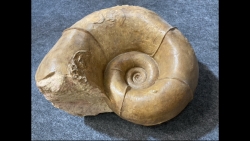 Megalytoceras amplum - Aalenien - Belmont, FRANCE