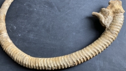 Spiroceras ORBIGNYI  Bajocien  Evrecy, 14, FRANCE