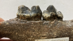 CAVERN BEAR JAW - Ursus spelaeus - Pléistocène  from  Europe.