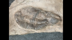Lichas hispanicus tardus - ordovicien sup.  sandbien - Bou nemrou, Alnif, MAROC