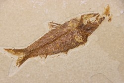 poisson fossile KNIGHTIA EOCAENA - WYOMING, USA