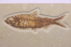 poisson fossile KNIGHTIA EOCAENA - WYOMING, USA