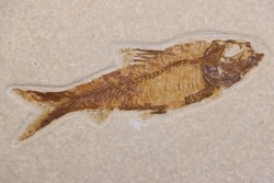 poisson fossile KNIGHTIA EOCAENA - WYOMING, USA