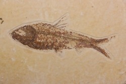 poisson fossile KNIGHTIA EOCAENA - WYOMING, USA