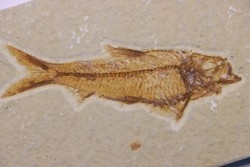 poisson fossile KNIGHTIA EOCAENA - WYOMING, USA
