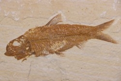 poisson fossile KNIGHTIA EOCAENA - WYOMING, USA